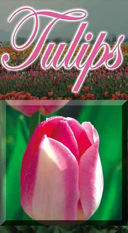 Every April, the Tulips of Skagit Valley Washington come into full bloom and take over the fields.  Learn more in this documentary.