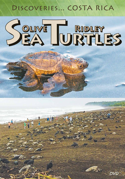 Disc Am Olive Ridley Sea Turtles front cover